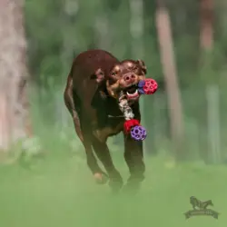 En hund løber gennem skoven med et Doggie-Zen legetøj i munden