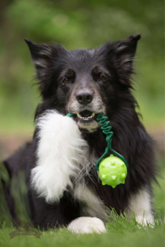 En sort Border Collie med den grønne Doggie-Zen Rocket, som har en Amazing Squeaker Knobble bold og fluffy fårepels. Hunden ser stolt ud med sit nye yndlingslegetøj, klar til leg og træning.