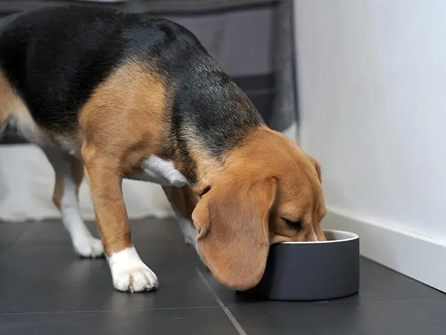 Beagle spiser af Paikka slow feeder keramikskål