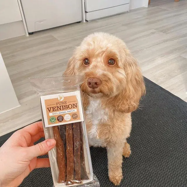 Sød hund får tilbudt en pakke JR Pure Venison Sticks - 100% naturlige hundegodbidder lavet af rent hjortekød.