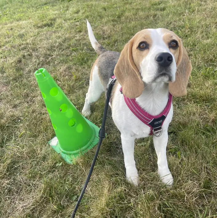Beagle Enya står ved en kegle til rally træning hos dogsrus