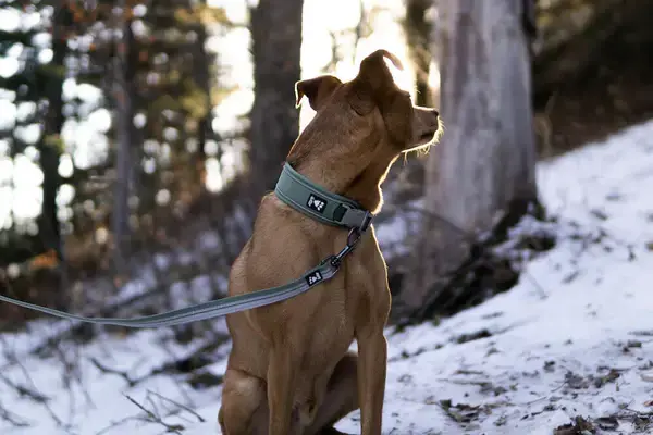 En hund nyder naturen mens den bærer Hurtta Weekend Warrior ECO Halsbånd i farven Hedge, tilgængelig på ShopDogsRUs.dk
