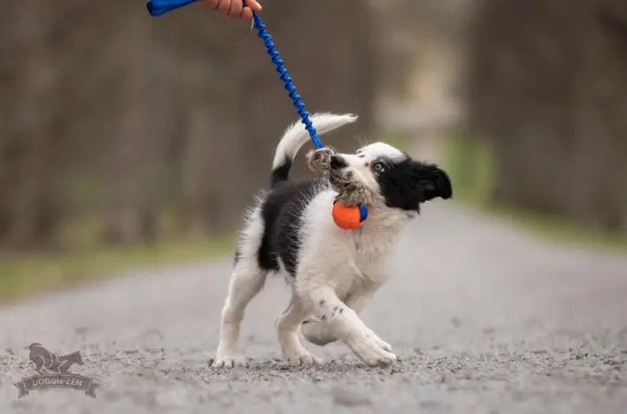 Border Collie hvalp med et energisk blik leger med sit nye Doggie-Zen træk-legetøj.
