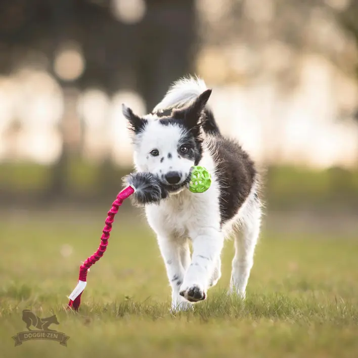 Ung border collie går med doggie-zen legetøj i munden