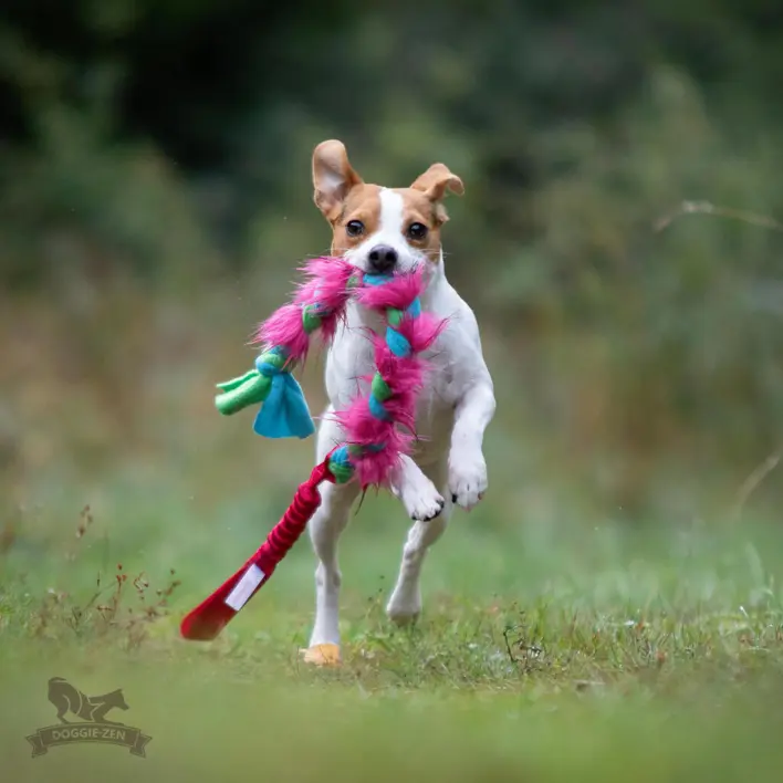Lille hund løber med Doggie-Zen Bungee Fleece-n-Fake Fur Braid