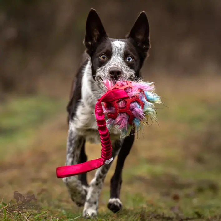 Leg og grin med din hund med doggie-zen Bungee Hol-ee Giggler Tug legetøj. Tilgængelig nu på shopdogsrus.dk