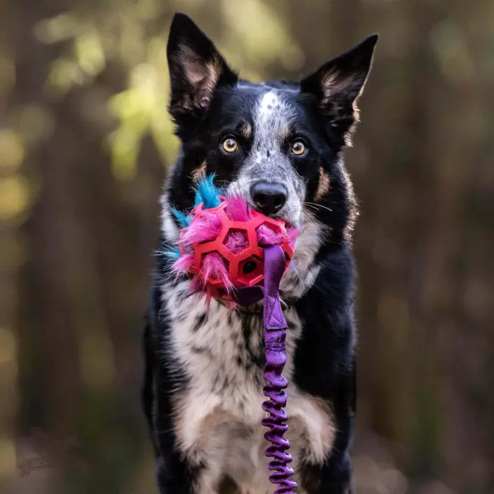 Din hund vil elske at lege med doggie-zen Bungee Hol-ee Giggler Tug legetøj. Find det på shopdogsrus.dk og få en sjovere legestund