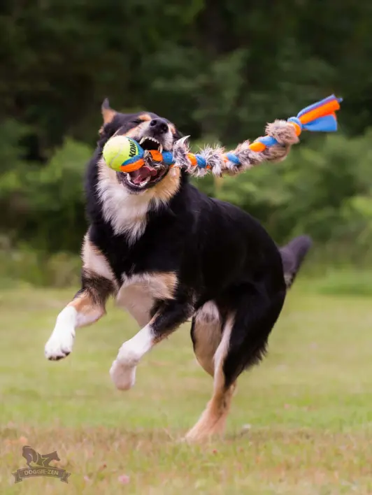Border collie hund leger med Doggie-Zen Fleece 'n Rabbit Braid med KONG Air Ball