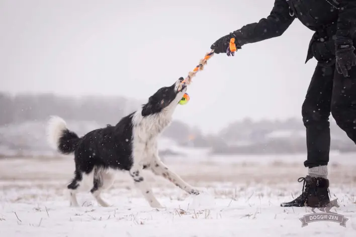 Doggie-Zen Fleece 'n Rabbit Braid med KONG Air Ball bliver brugt til trækkeleg mellem hund og ejer