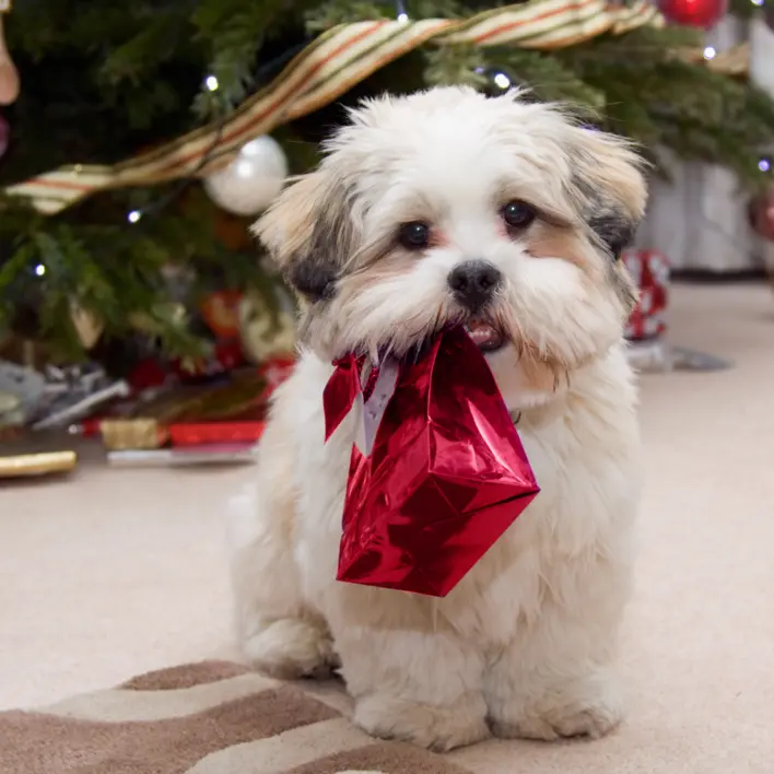lille pelset hund sidder med den lille hemmelige julegave i munden. Shopdogsrus.dk