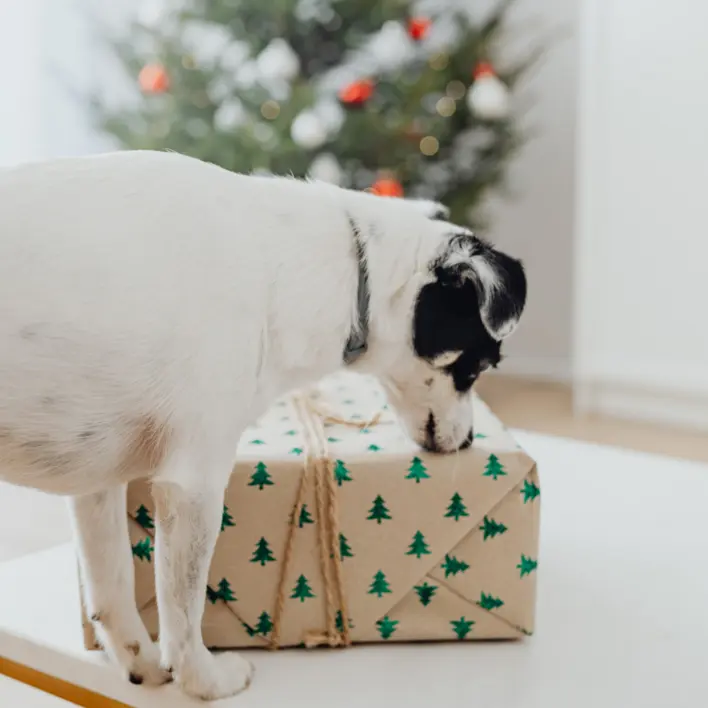 Juletiden nærmer sig. Forkæl din hund med den store hemmelige julegave fra shopdogsrus.dk