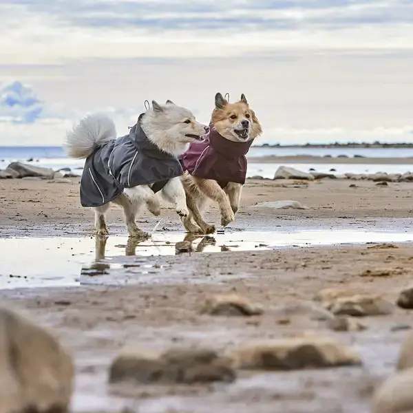 To hunde løber på stranden med hver deres Hurtta Mudventure Coat ECO på