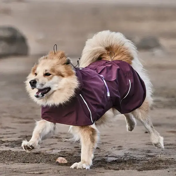 En glad hund løber med To hunde løber på stranden med hver deres Hurtta Mudventure Coat ECO på