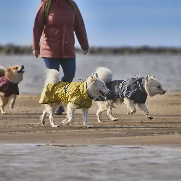 Hundeleg på stranden - alle har dækkener på. Forrest ses Hurtta Mudventure Reflective Coat