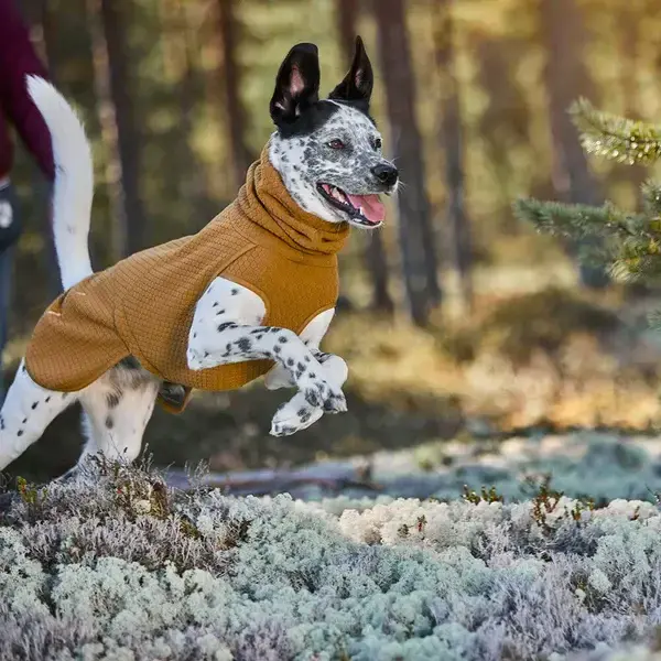 Glad hund leger med Hurtta Warming Midlayer ECO Jacket | Varmende og Miljøvenlig Jakke på