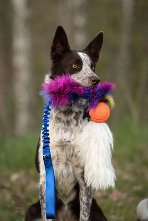 Doggie-Zen Bungee Fake Fur med Chuckit og Fårepels