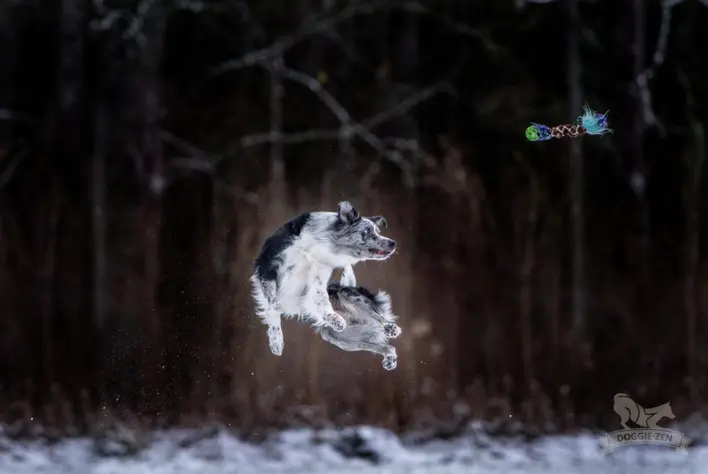 En hund i fuld spring fanger Doggie-Zen legetøj i luften