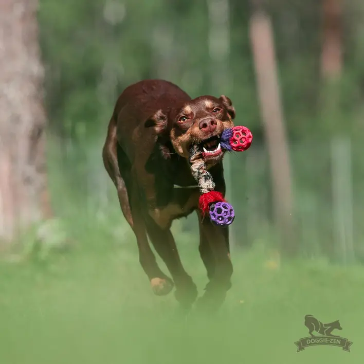 En hund løber gennem skoven med et Doggie-Zen legetøj i munden