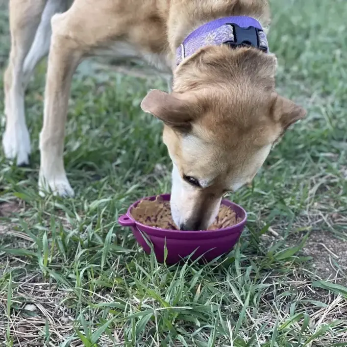 Hund, der slikker på en grøn SodaPup Garden of Eatin' Tipsy Bowl udendørs