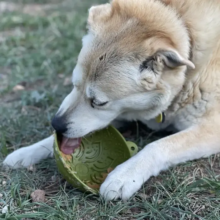 Hund, der spiser fra en lilla SodaPup Garden of Eatin' Tipsy Bowl udendørs