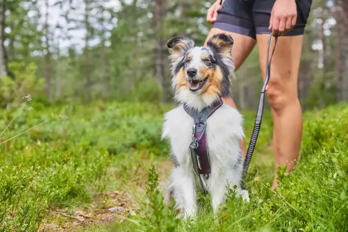 Hund med Non-stop Dogwear Line Harness 5.0 sele under gåtur i skoven