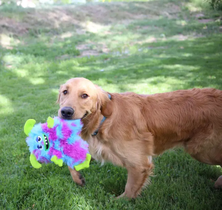 En hund på græsplænen holder en KONG Frizzle bamse med lilla og blå pels samt grønne horn og fødder, tilgængelig på Shopdogsrus.dk.