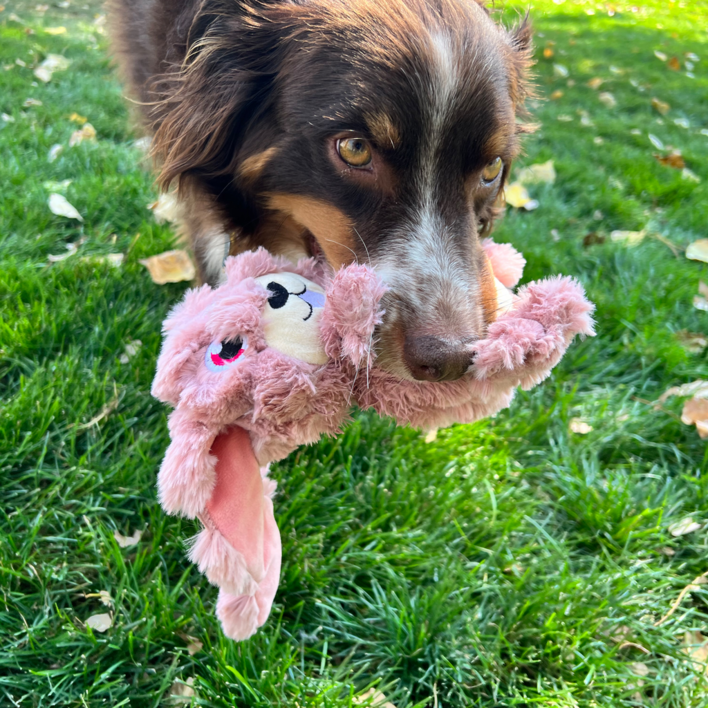 Hund leger med KONG Scrumplez kanin