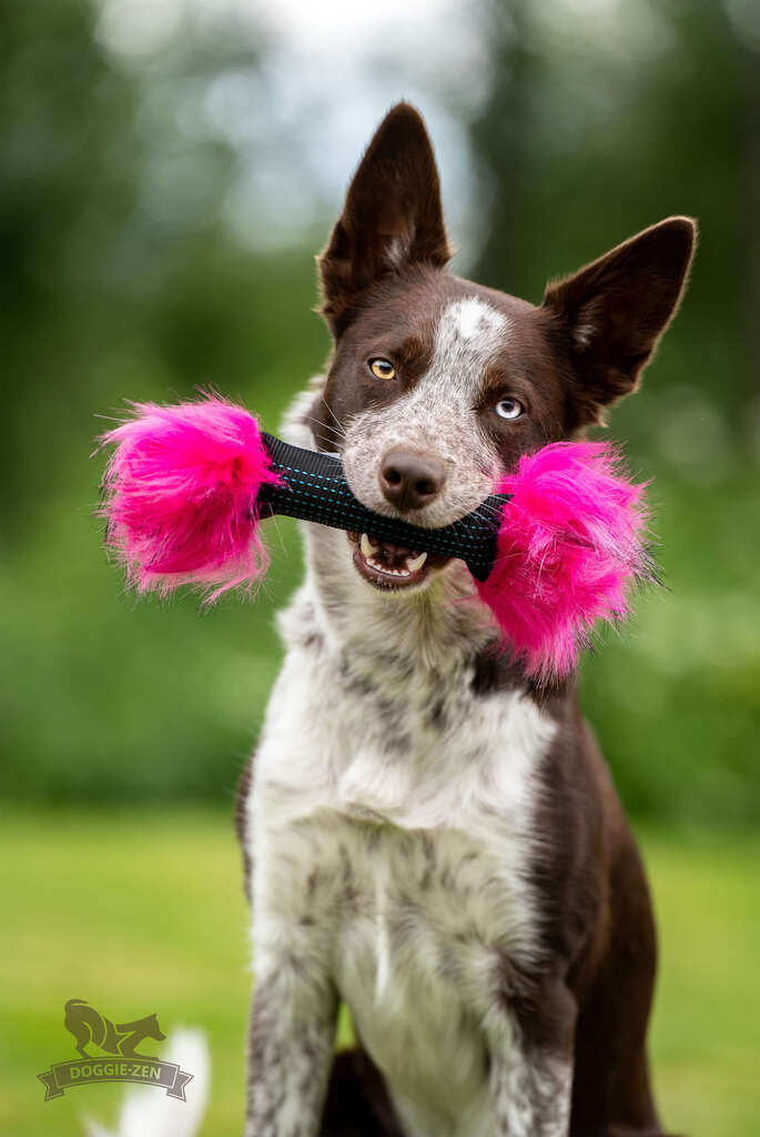 En energisk hund med forskellige farvede øjne holder stolt en Squeaker Cracker legetøj i pink og sort fra Doggie-Zen i munden, klar til leg.