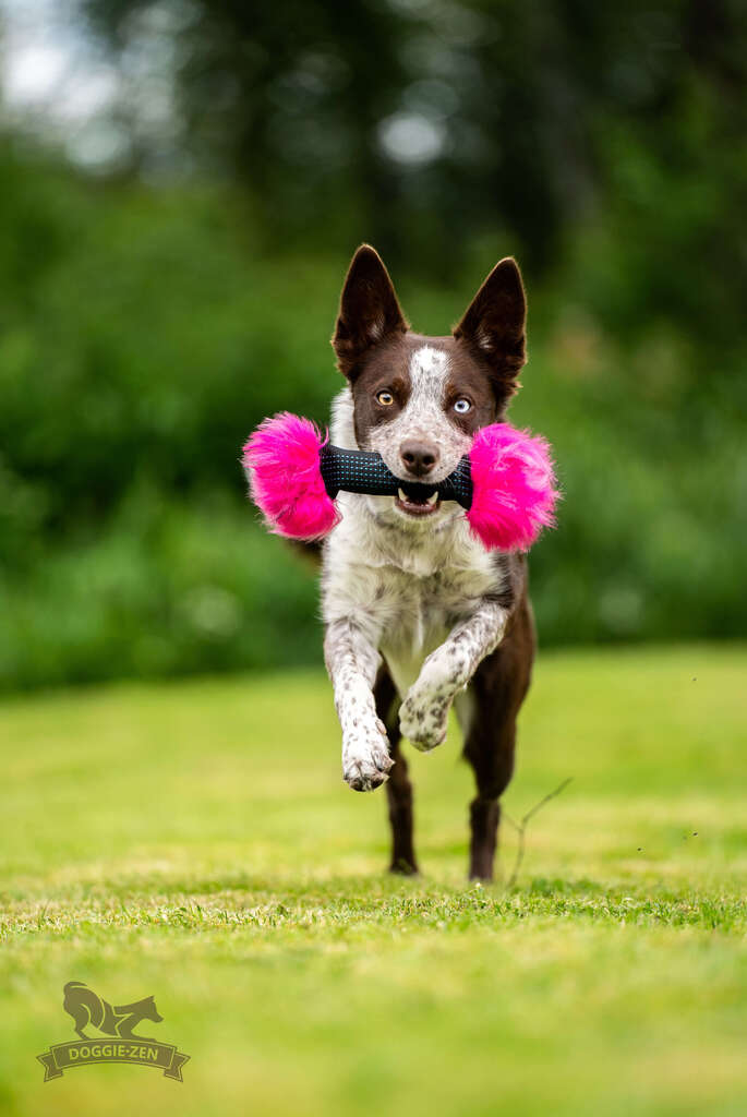 En sprudlende hund i fuld fart med Squeaker Cracker legetøjet i pink og sort, der giver masser af legehygge og aktivering.