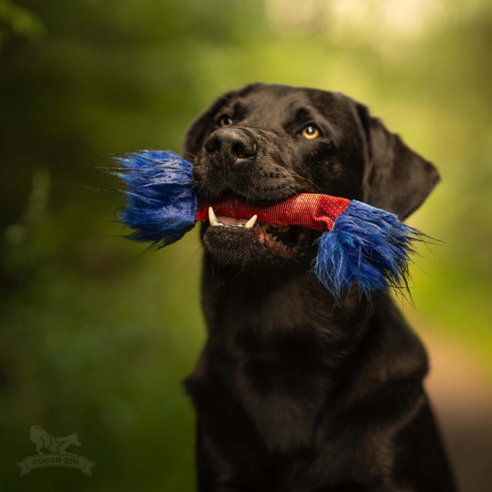 En sort Labrador stolt med sit blå og røde Squeaker Cracker legetøj, klar til en tur fuld af sjov og leg.