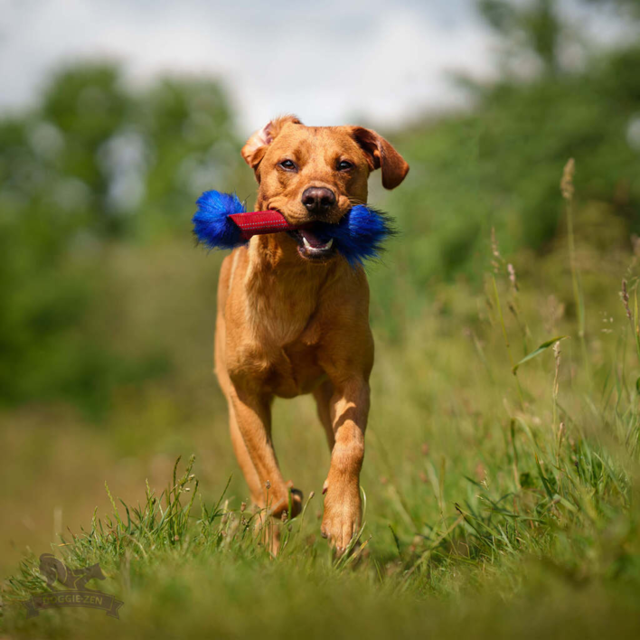 En energisk hund i bevægelse med Squeaker Cracker i rød og blå farver, skabt til sjov, aktivering og stimulerende leg.