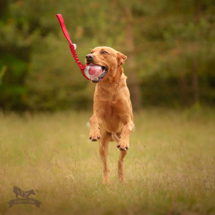 En energisk hund hopper op i luften med et fast greb om Doggie-Zen Bungee Amazing Squeaker Ball. Legetøjet har en rød elastisk håndtag og en gennemsigtig bold med en rød indre squeaker, perfekt til interaktiv leg og apportering.