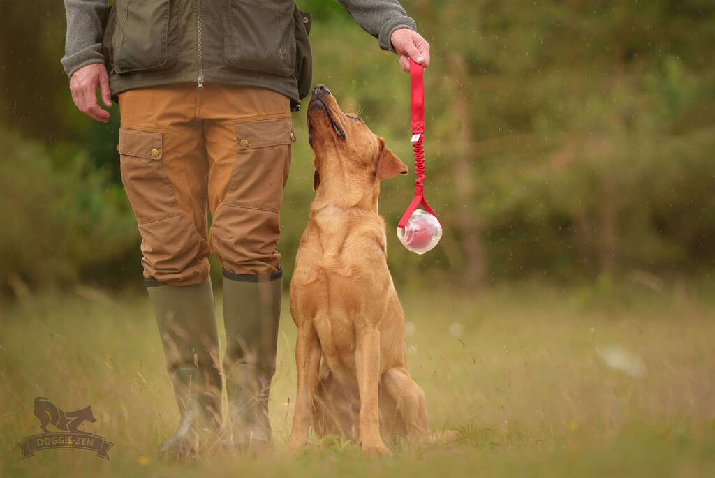 En hund sidder lydigt ved sin ejers side og kigger op mod Bungee Amazing Squeaker Ball, der holdes i hånden. Den røde elastiske snor gør det til det perfekte legetøj for træning og leg.