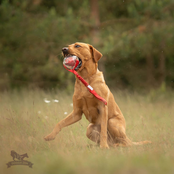 En hund sidder og tygger tilfreds på Bungee Amazing Squeaker Ball i et åbent felt, hvilket viser legetøjets holdbarhed og alsidighed i udendørs miljøer.