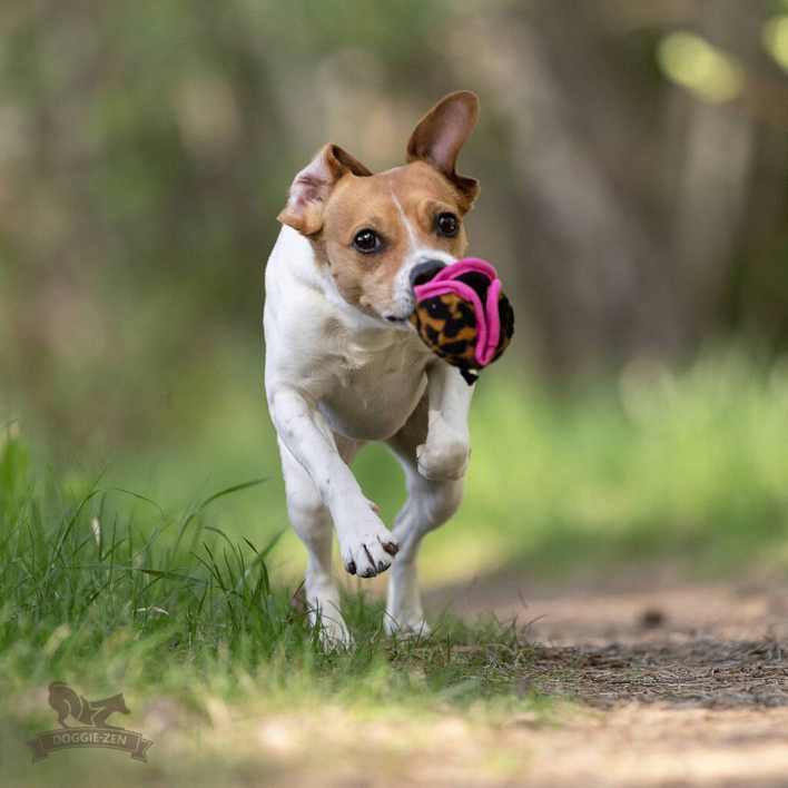 En glad Jack Russell Terrier løber med Treat Ball i munden. Bolden er dekoreret med leopardprint og lyserøde stropper, perfekt til leg og belønning.