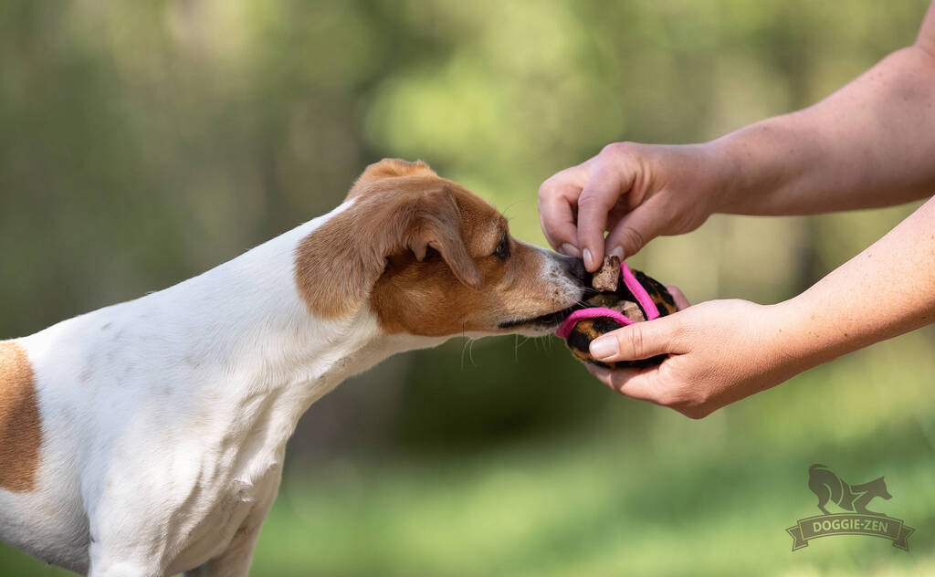 En Jack Russell slikker sig om munden, mens den venter på at få sin Treat Ball fyldt med godbidder. Bolden er holdt af en person og har et blødt indre.