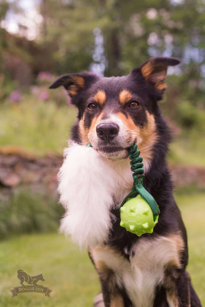 En hund med et sortbrunt hoved og den grønne Doggie-Zen Rocket legetøj i munden. Legetøjet har en squeaker bold og hvid fårepels, som gør det ekstra sjovt og engagerende for hunden.