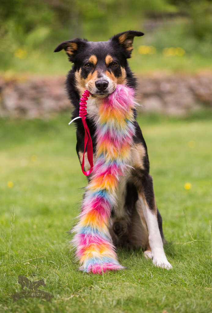 En trefarvet hund poserer med Doggie-Zen Bonanza trækkelegetøjet, der viser dets lange, farverige imiterede pels og røde elastiske håndtag. Legetøjet ser blødt og indbydende ud til leg.