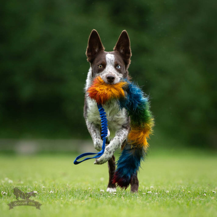 Brun og hvid hund løber ivrigt over en græsmark med Doggie-Zen Bonanza i munden. Legetøjet har lys, flerfarvet imiteret pels og et blåt elastisk håndtag.