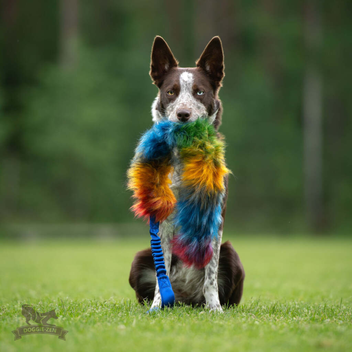 Brun og hvid hund sidder i en græsmark med det farverige Doggie-Zen Bonanza trækkelegetøj i munden. Legetøjets fluffy imiterede pels i regnbuefarver og blå håndtag er tydeligt fremhævet.