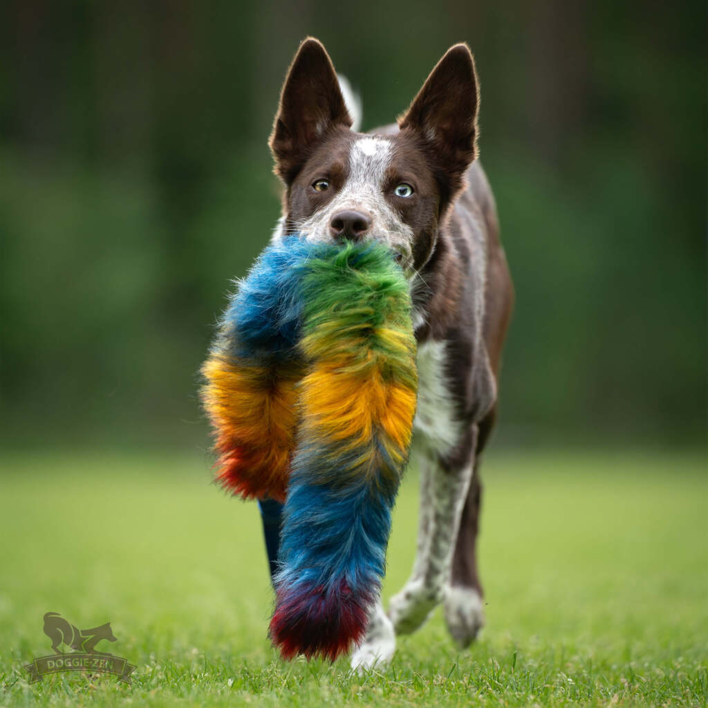 Brun og hvid hund bærer selvsikkert det lange, fluffy Doggie-Zen Bonanza trækkelegetøj i munden og viser legetøjets legende og farverige pels.