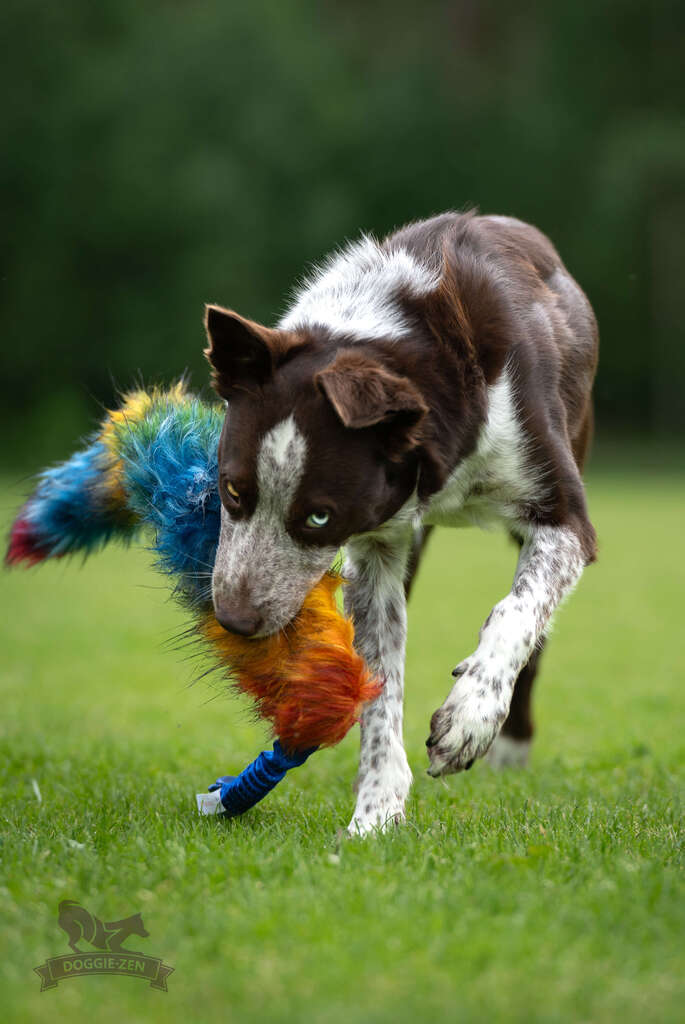 Brun og hvid hund snuser og bider i det farverige Doggie-Zen Bonanza trækkelegetøj. Den flerfarvede imiterede pels skiller sig ud mod den grønne græsbaggrund.