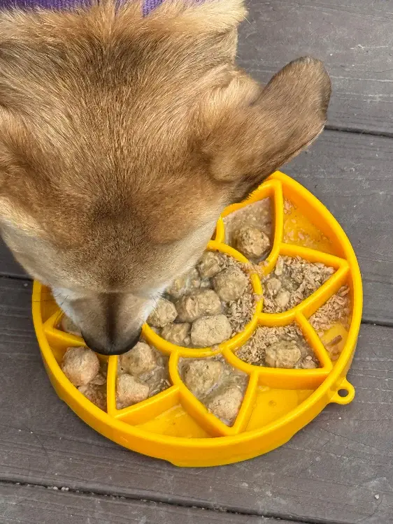 Hund er igang med at spise af sodapup solsikke slowfeeder