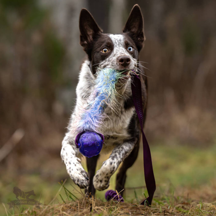 Doggie-Zen Bungee Fake Fur Chaser m. KONG Squeezz Bold