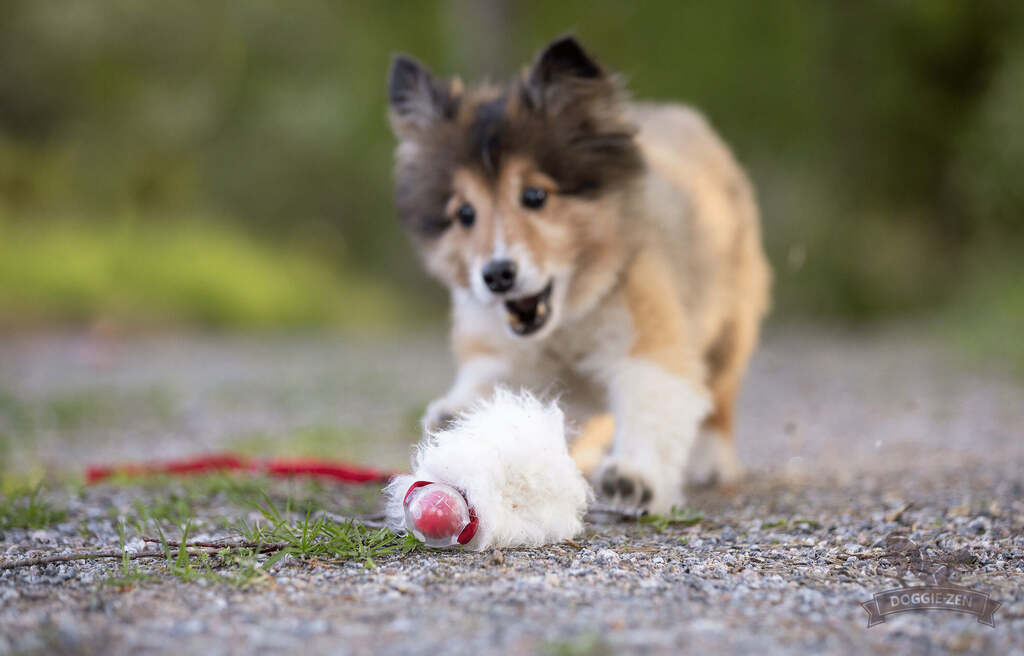 Doggie-Zen Bungee Sheepskin Chaser m. Amazing Squeaker Ball – Small