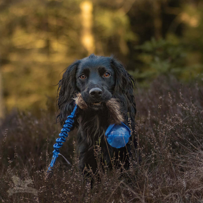 Doggie-Zen Bungee m. Bæver og KONG Squeezz Bold