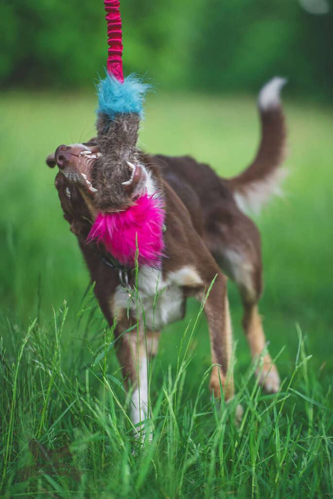 Doggie-Zen Bungee Bæver m. Squeeker
