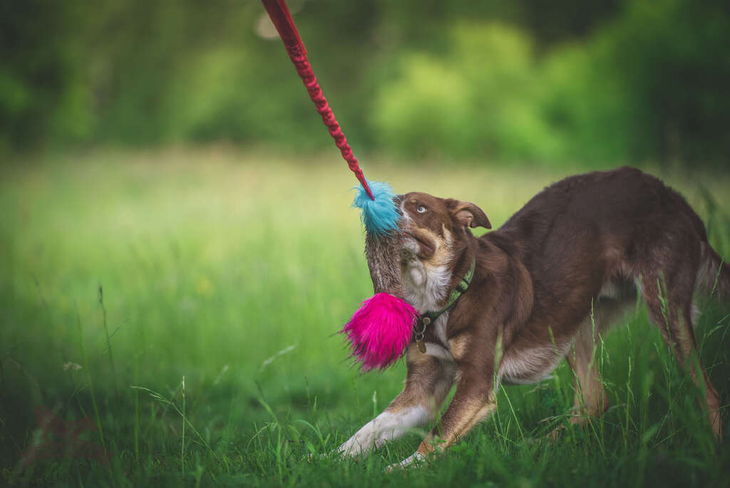 Doggie-Zen Bungee Bæver m. Squeeker