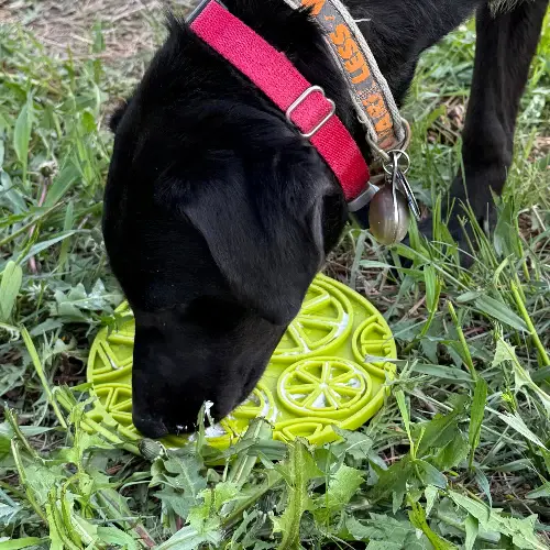 Hund med rød halsbånd bruger SodaPup citrus slikkemåtte udendørs – ideel til mental aktivering og langsom fodring.