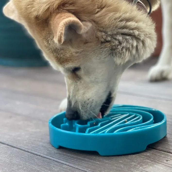 Hund spiser mad af SodaPup Baja Havskum